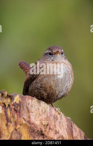 Nahaufnahme eines eurasischen Wren-Vogels, Troglodytes troglodytes, Vogelgesang in einem Wald während der Frühjahrssaison. Stockfoto