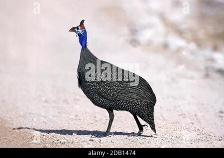 BEHELMTER PERLHÜHNER Numida Meleagris, Kenia Stockfoto