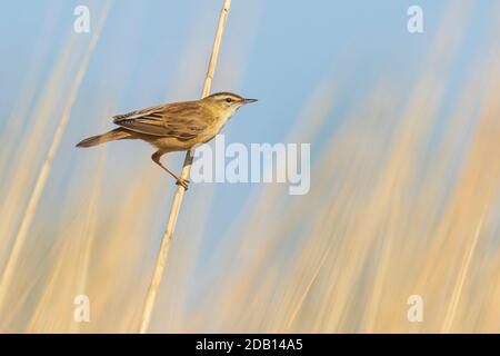 Der Eurasische Schilfwaldsänger Acrocephalus scirpaceus Vogel singt im Schilf während des Sonnenaufgangs. Frühjahrssaison Stockfoto