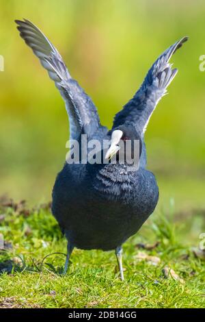 Eurasischer Ruß Fulica atra, in grünem Gras zu fressen. Aufputzen, Reinigen und Dehnen der Flügel. Stockfoto