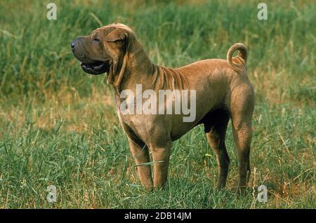 SHAR PEI HUND, RÜDE AUF GRAS STEHEND Stockfoto