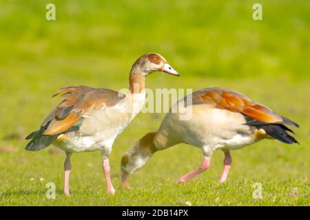 Ägyptische Gänse, Alopochen aegyptiacus, auf einer Wiese. Sie sind in Afrika südlich der Sahara und des Niltals beheimatet Stockfoto