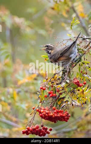 Eine Rotdrossel Vogel, Turdus Iliacu, Beeren aus einem Busch während der Herbstsaison essend Stockfoto