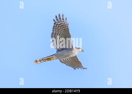 Eurasischer Sperber, Accipiter nisus, Greifvogel bei der Flugjagd über einem Feld. Stockfoto