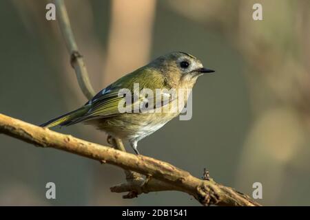 Nahaufnahme eines Goldcrest-Vogels, Regulus regulus, der durch Äste von Bäumen und Sträuchern fortschiert Stockfoto