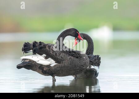 Schwarzer Schwan, Cygnus atratus, posiert und preening, schwimmend auf der Wasseroberfläche. Selektive Fokusmethode verwendet. Stockfoto