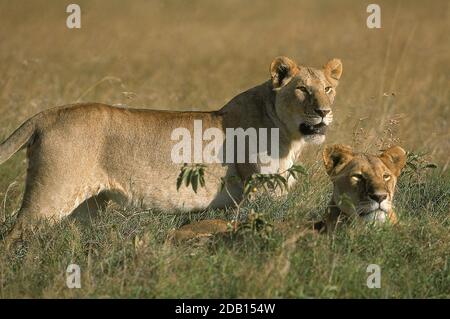 AFRICAN LION PANTHERA LEO, WEIBCHEN STEHEN AUF LANGEM GRAS, KENIA Stockfoto