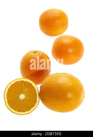 Orangen-citrus Sinensis vor weißem Hintergrund Stockfoto