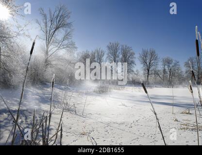 Schnee und Reimeis auf Bäumen und Schilf am Ufer des gefrorenen Sees mit Sonnenstrahlen im Nebel, Traumblick Stockfoto