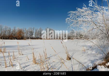 Schnee und Reifeis auf Bäumen und Schilf auf dem Ufer des gefrorenen Sees am blauen Himmel Stockfoto