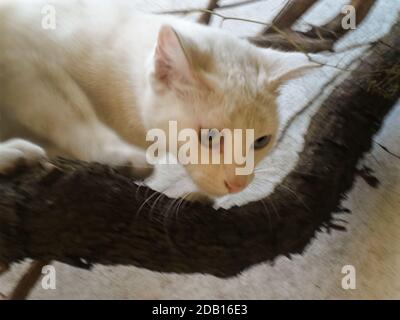 Selektive Fokusaufnahme einer schönen weißen Katze mit Heterochromie kletterte auf den Zweig einer Rebe. Ein Auge ist blau und das andere gelb. Stockfoto