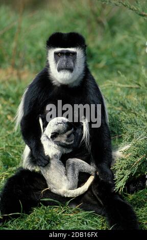 BLACK AND WHITE COLOMBUS Affen Colobus Guereza, Mutter mit jungen Stockfoto