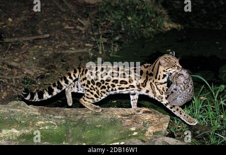 LANGSCHWANZKATZE CAT pardalis Wiedi, Mutter mit Jungtier Stockfoto