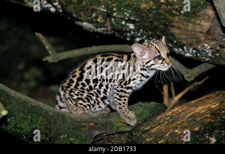 MARGAY CAT LEOPARDUS WIEDI, CUB STEHT AUF DEM AST Stockfoto