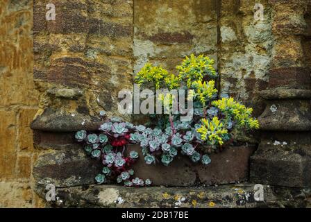 Sukkulenten wachsen gegen die Mauer, St. John's Almshouse, ein historisches Gebäude aus dem 15. Jahrhundert, Sherborne, Dorset, Großbritannien Stockfoto