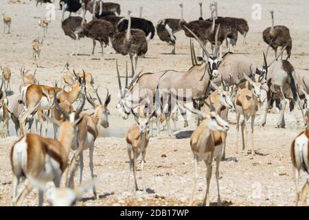 Große Gruppe afrikanischer Tiere (Strauße, Springböcke und Gemsbok-Antilopen) im Etosha National Park, Namibia Stockfoto