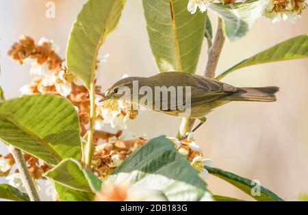 Gewöhnliche Schiffaffe (Phylloscopus collybita), die Insekten in der Blüte von gewöhnlicher Medlar sucht. Spanien Stockfoto