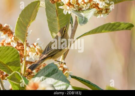 Gewöhnliche Schiffaffe (Phylloscopus collybita), die Insekten in der Blüte von gewöhnlicher Medlar sucht. Spanien Stockfoto