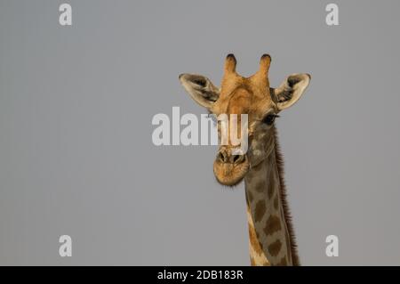 Nahaufnahme des Leiters einer Giraffe im Etosha National Park, Namibia Stockfoto