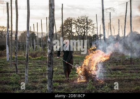 Farmer, der die untere Länge der Hopfenbinen über die Hop Gardens auf dem Hampton Estate in Puttenham, am Rande der North Downs, Surrey, England, verbrennt Stockfoto