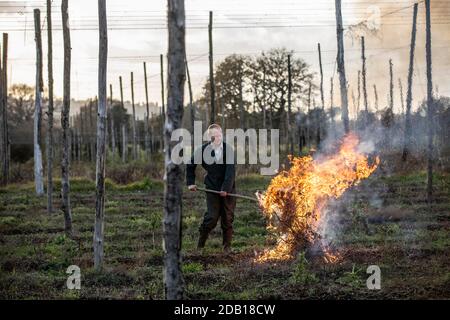 Farmer, der die untere Länge der Hopfenbinen über die Hop Gardens auf dem Hampton Estate in Puttenham, am Rande der North Downs, Surrey, England, verbrennt Stockfoto