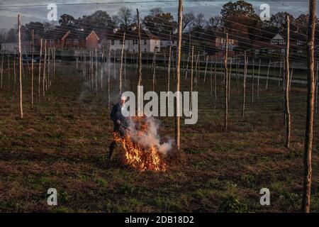 Farmer, der die untere Länge der Hopfenbinen über die Hop Gardens auf dem Hampton Estate in Puttenham, am Rande der North Downs, Surrey, England, verbrennt Stockfoto