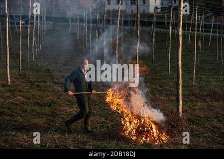 Farmer, der die untere Länge der Hopfenbinen über die Hop Gardens auf dem Hampton Estate in Puttenham, am Rande der North Downs, Surrey, England, verbrennt Stockfoto