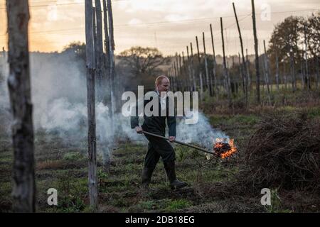 Farmer, der die untere Länge der Hopfenbinen über die Hop Gardens auf dem Hampton Estate in Puttenham, am Rande der North Downs, Surrey, England, verbrennt Stockfoto