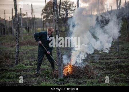 Farmer, der die untere Länge der Hopfenbinen über die Hop Gardens auf dem Hampton Estate in Puttenham, am Rande der North Downs, Surrey, England, verbrennt Stockfoto