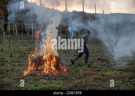 Farmer, der die untere Länge der Hopfenbinen über die Hop Gardens auf dem Hampton Estate in Puttenham, am Rande der North Downs, Surrey, England, verbrennt Stockfoto