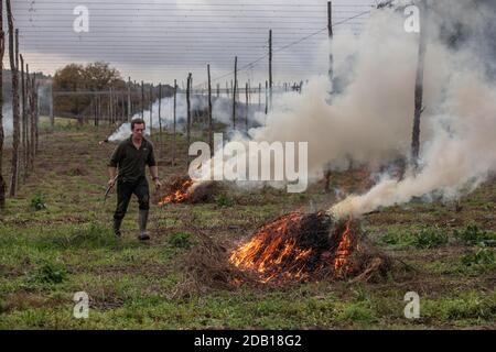 Farmer, der die untere Länge der Hopfenbinen über die Hop Gardens auf dem Hampton Estate in Puttenham, am Rande der North Downs, Surrey, England, verbrennt Stockfoto