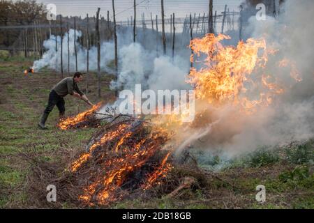 Farmer, der die untere Länge der Hopfenbinen über die Hop Gardens auf dem Hampton Estate in Puttenham, am Rande der North Downs, Surrey, England, verbrennt Stockfoto