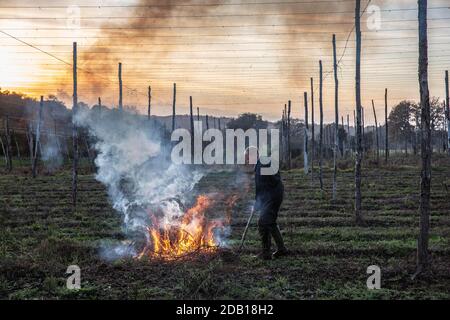 Farmer, der die untere Länge der Hopfenbinen über die Hop Gardens auf dem Hampton Estate in Puttenham, am Rande der North Downs, Surrey, England, verbrennt Stockfoto