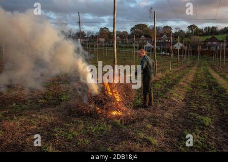 Farmer, der die untere Länge der Hopfenbinen über die Hop Gardens auf dem Hampton Estate in Puttenham, am Rande der North Downs, Surrey, England, verbrennt Stockfoto