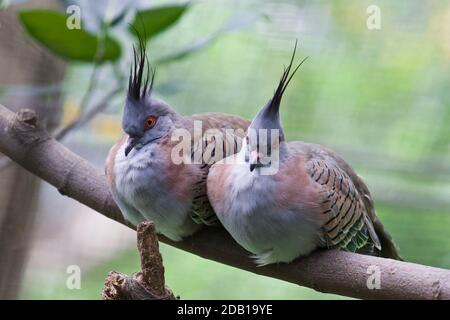 Zwei Vögel sitzen auf einem Ast Stockfoto