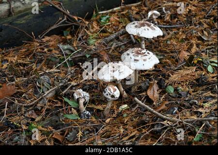 Parasolpilze (Lepiota procera) wachsen im Schatten von Pinien in Whichford Woods, Warwickshire Stockfoto