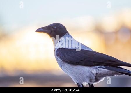 Kapuzenkrähe (Corvus cornix) in der Stadt aus nächster Nähe. Stockfoto