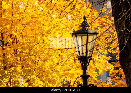 Gaslampen vor einem Hintergrund von gelben Herbstblättern im Alexander-Garten in St. Petersburg. Stockfoto