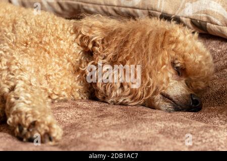 Flauschige Aprikosenpudel schlafen auf dem Bett. Stockfoto