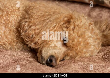 Flauschige Aprikosenpudel schlafen auf dem Bett. Stockfoto