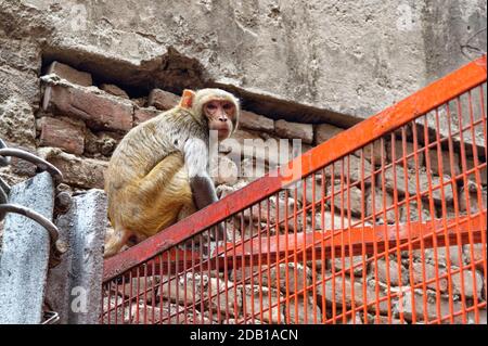 Rhesus Macaque in Chandni Chowk Basar, einer der ältesten Marktplatz in Alt-Delhi, Indien Stockfoto