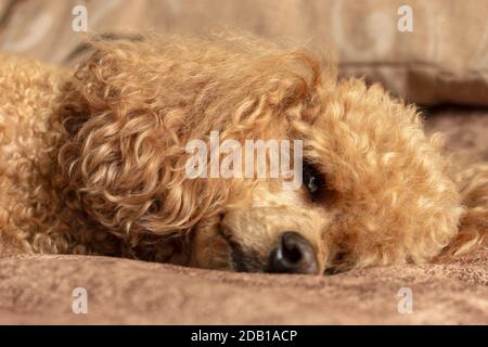 Flauschige Aprikosenpudel schlafen auf dem Bett. Stockfoto