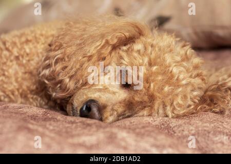 Flauschige Aprikosenpudel schlafen auf dem Bett. Stockfoto