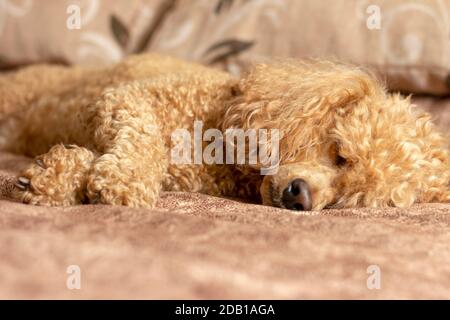 Flauschige Aprikosenpudel schlafen auf dem Bett. Stockfoto