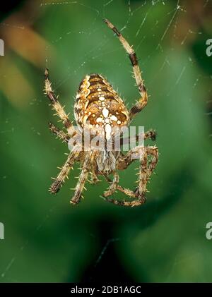 Europäische Gartenspinne, Kreuz-Orbweaver, Kreuz-Spinne (Araneus diadematus) mit weißen Markierungen am Bauch. Deutschland Stockfoto