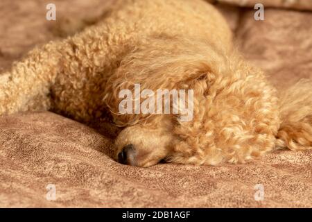 Flauschige Aprikosenpudel schlafen auf dem Bett. Stockfoto