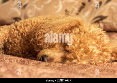 Flauschige Aprikosenpudel schlafen auf dem Bett. Stockfoto