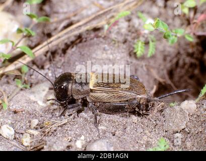 Field Cricket (Gryllus campestris) vor seinem Bau, ein Sonnenbad nehmen. Österreich Stockfoto