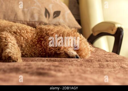 Flauschige Aprikosenpudel schlafen auf dem Bett. Stockfoto