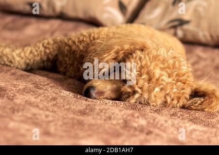 Flauschige Aprikosenpudel schlafen auf dem Bett. Stockfoto